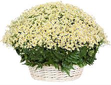 Цветочная композиция из Ромашки в корзине #REPLACE_PRED# Вознесеновке